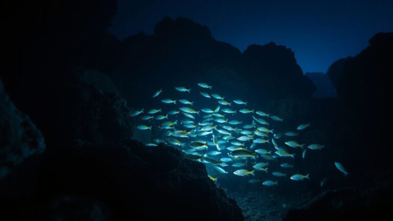 Hadal Zone’s Ghostly Glow: Top 10 Unexplained Deep-Sea Bioluminescence